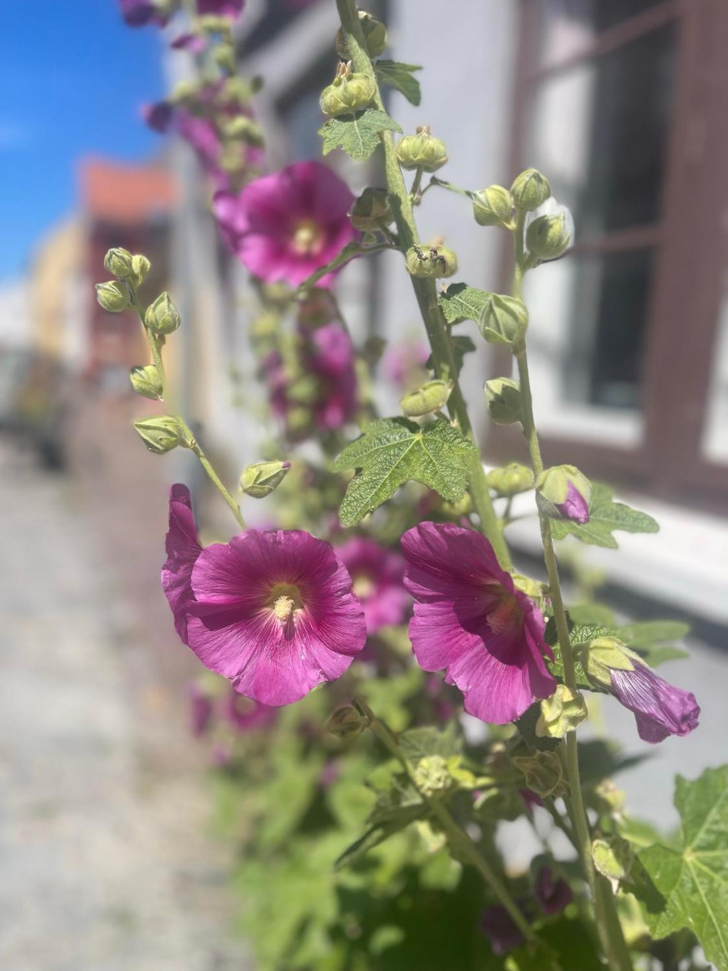 Blackberryhouse Ærøskøbing Екстериор снимка
